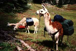 llamas are our friends.